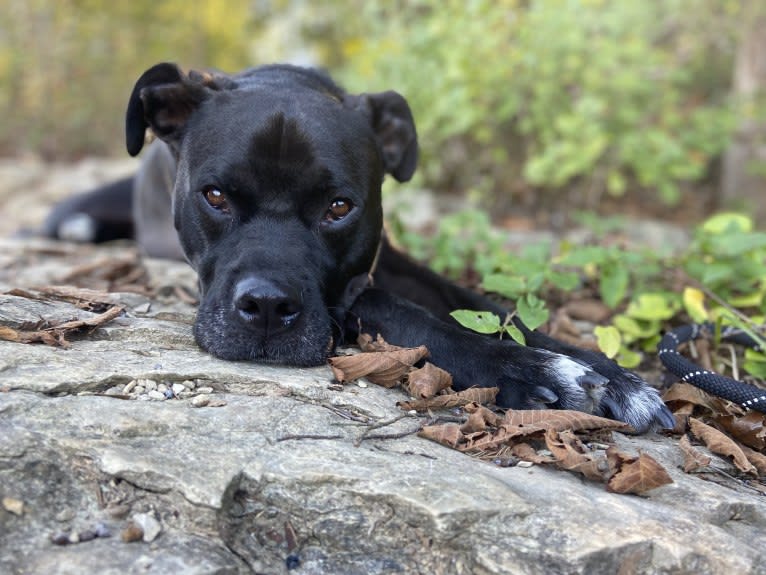 Zhala, a Cane Corso and American Pit Bull Terrier mix tested with EmbarkVet.com