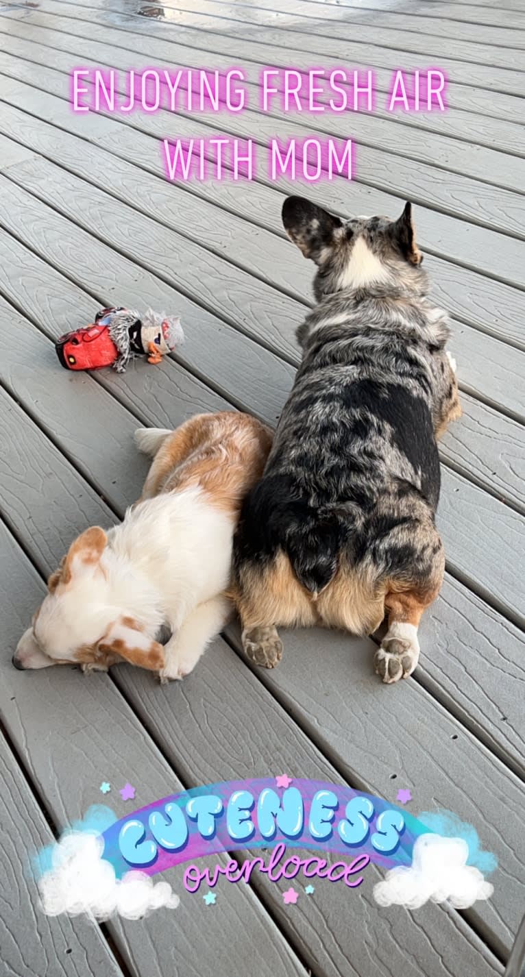 Corky, a Pembroke Welsh Corgi and Dachshund mix tested with EmbarkVet.com