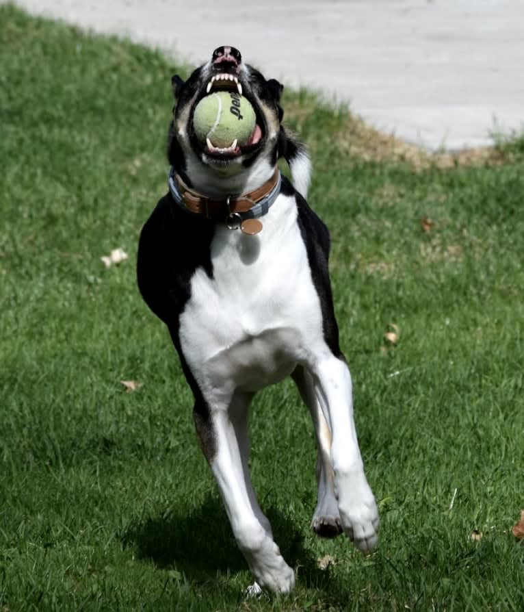 Loki, an American Pit Bull Terrier and Alaskan Malamute mix tested with EmbarkVet.com