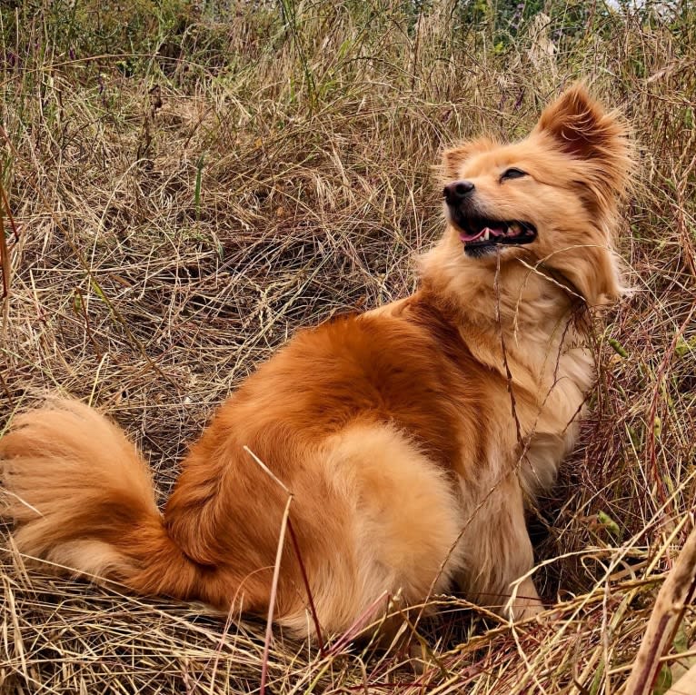 Obi, a Pomeranian and Chihuahua mix tested with EmbarkVet.com