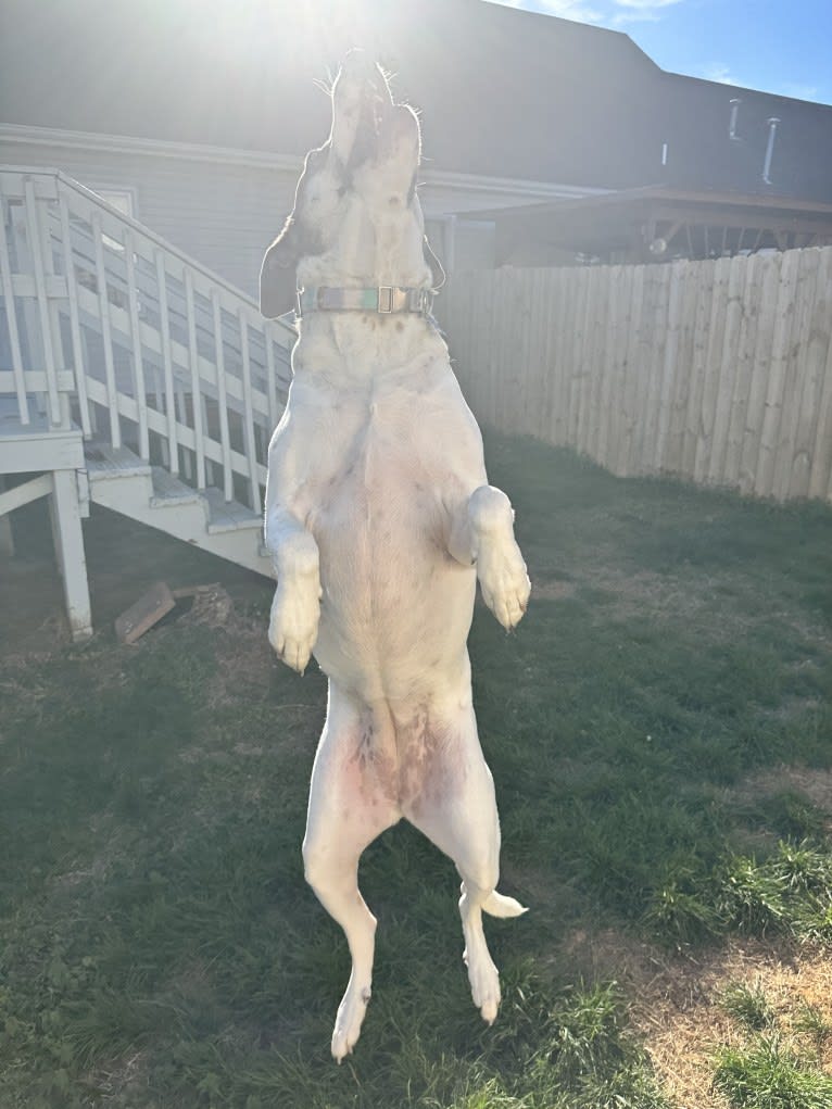 Lilly, a Great Pyrenees and Labrador Retriever mix tested with EmbarkVet.com