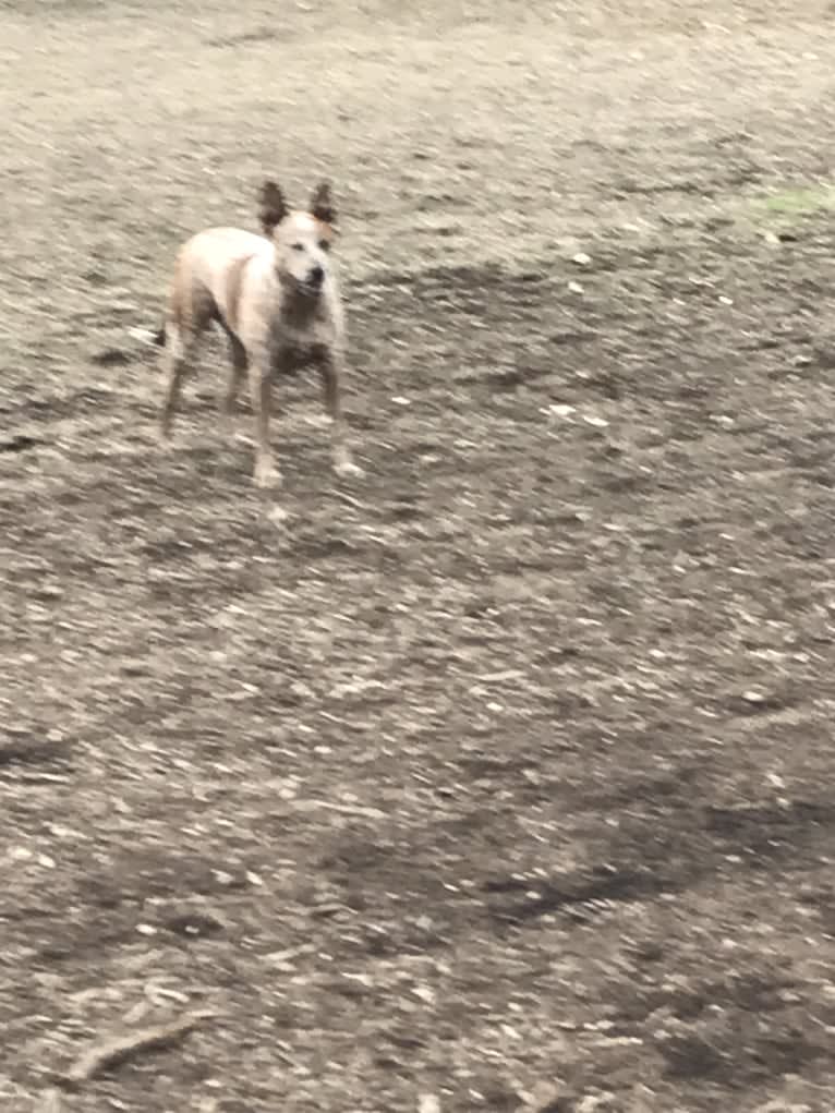 EmmyLou, an Australian Cattle Dog and American Pit Bull Terrier mix tested with EmbarkVet.com