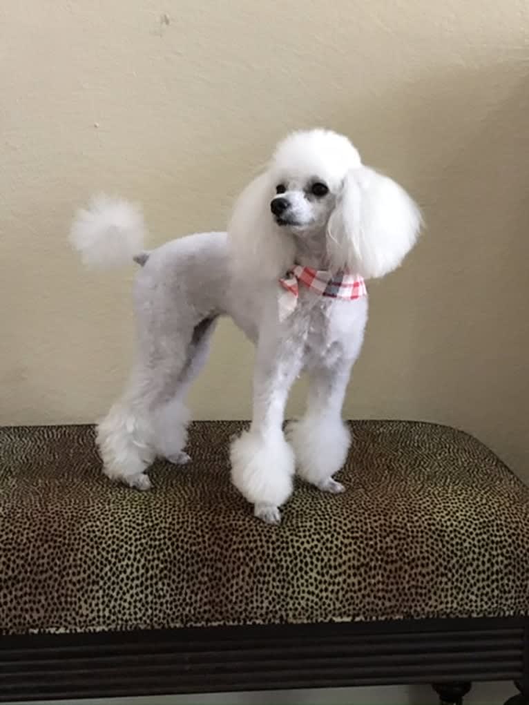 Keiko, a Poodle (Small) tested with EmbarkVet.com