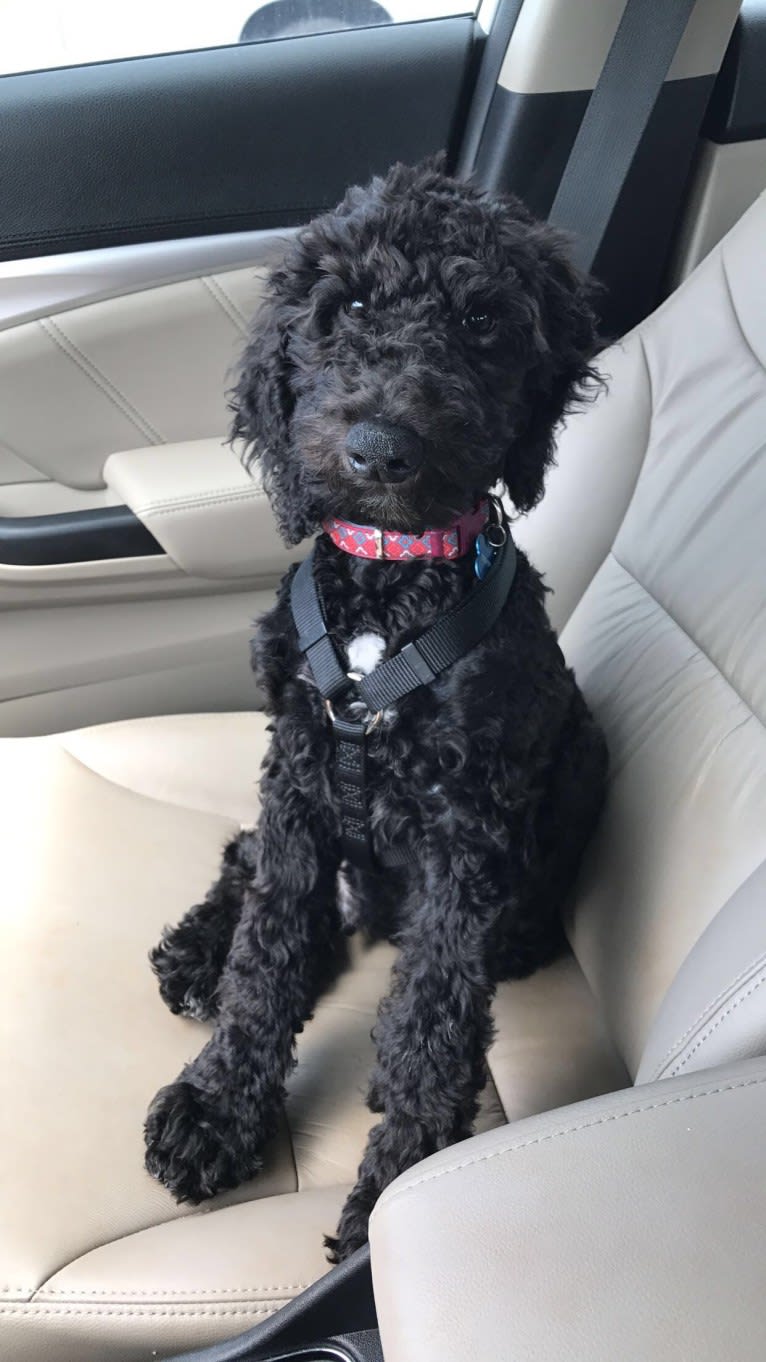 Lambeau, a Goldendoodle tested with EmbarkVet.com