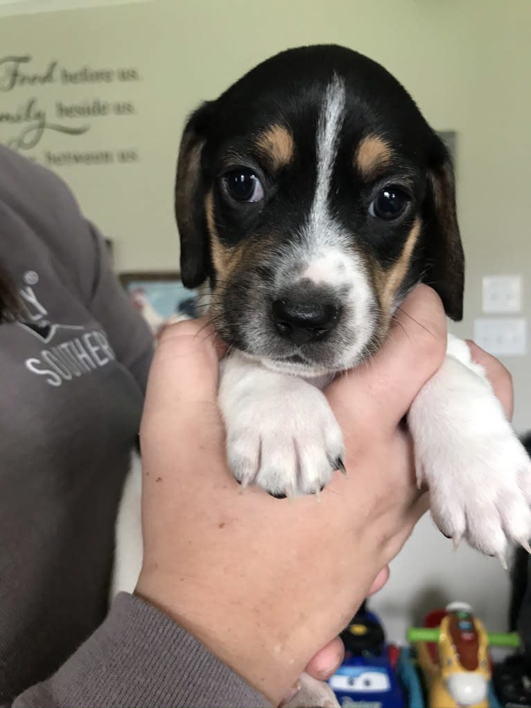 Bandit, a Treeing Walker Coonhound and Beagle mix tested with EmbarkVet.com