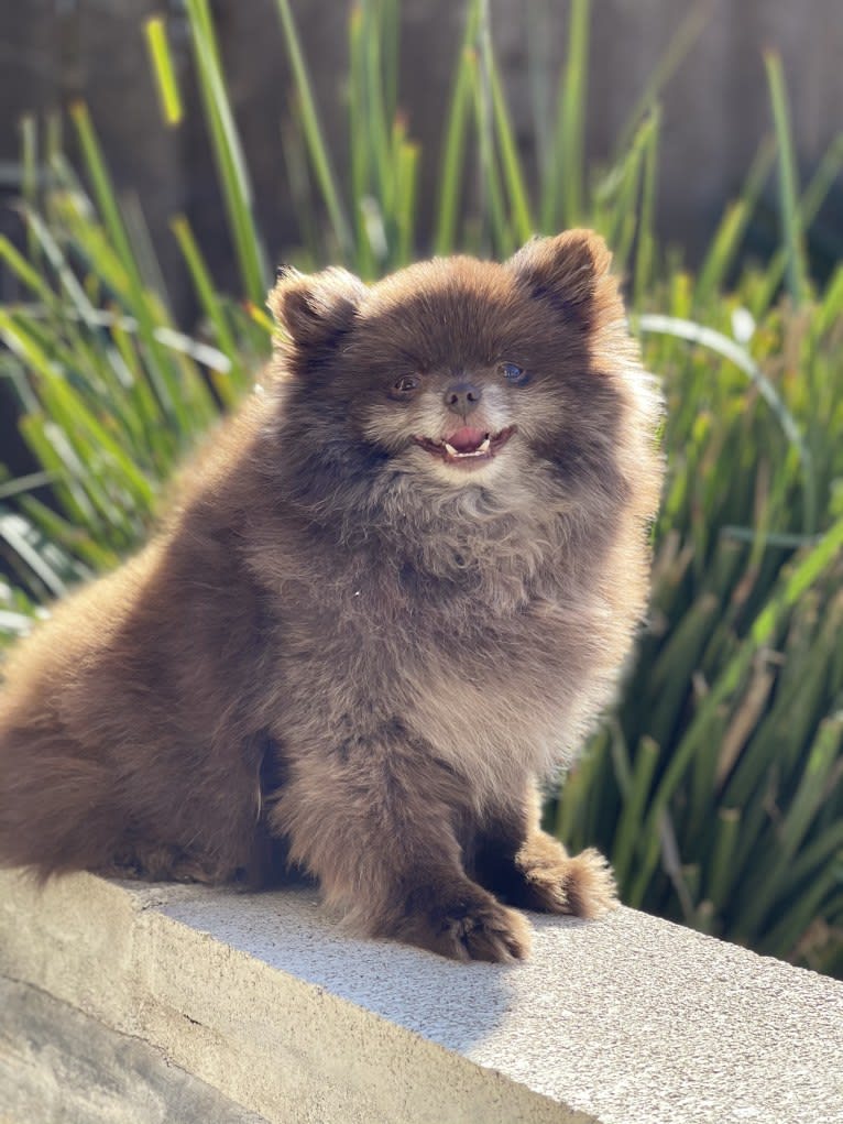 Egypt, a Pomeranian tested with EmbarkVet.com