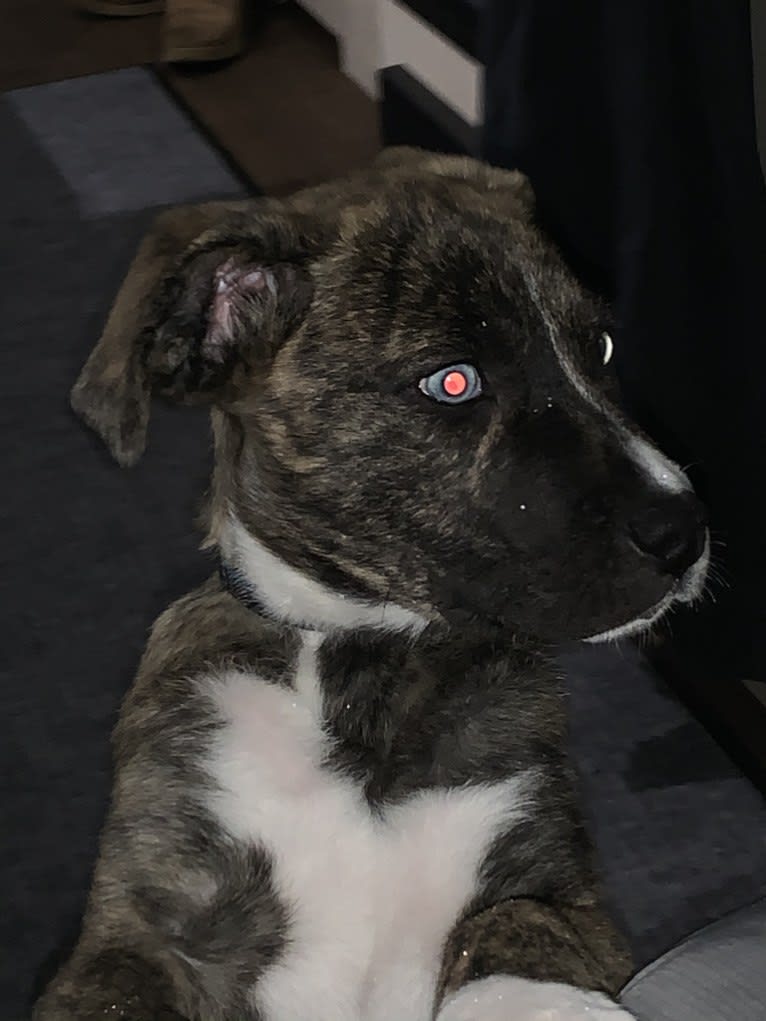 Skylar Kennedy Waesche, an American Pit Bull Terrier and Siberian Husky mix tested with EmbarkVet.com