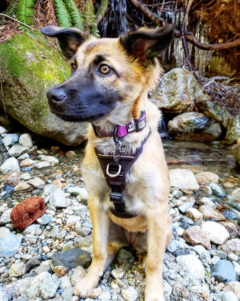 Lucy, a Formosan Mountain Dog tested with EmbarkVet.com