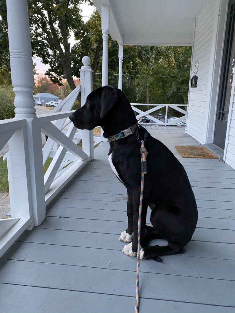 Beau, a Catahoula Leopard Dog and Great Dane mix tested with EmbarkVet.com