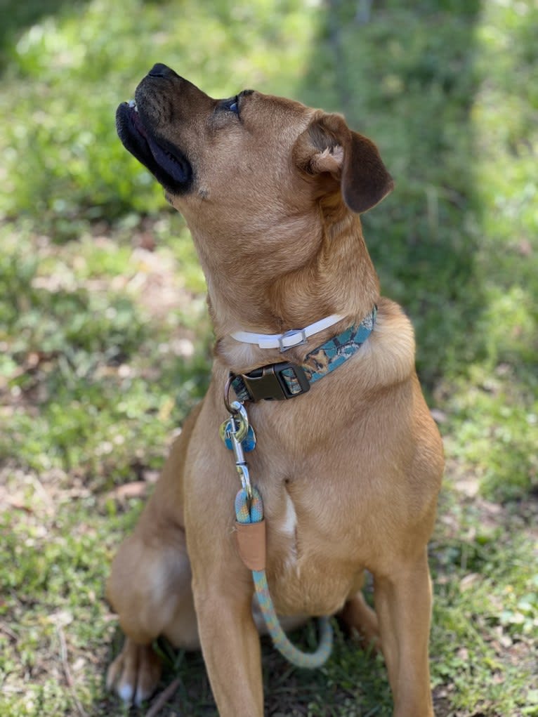 Sadie, a Boxer and American Pit Bull Terrier mix tested with EmbarkVet.com