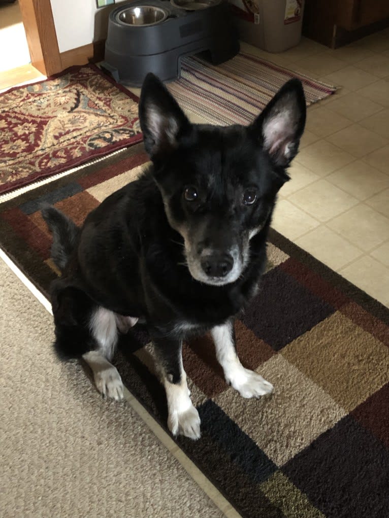 Addy, a Siberian Husky and German Shepherd Dog mix tested with EmbarkVet.com