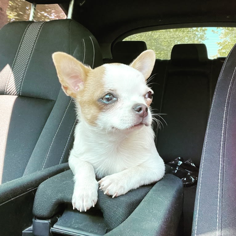 Primrose, a Chihuahua tested with EmbarkVet.com