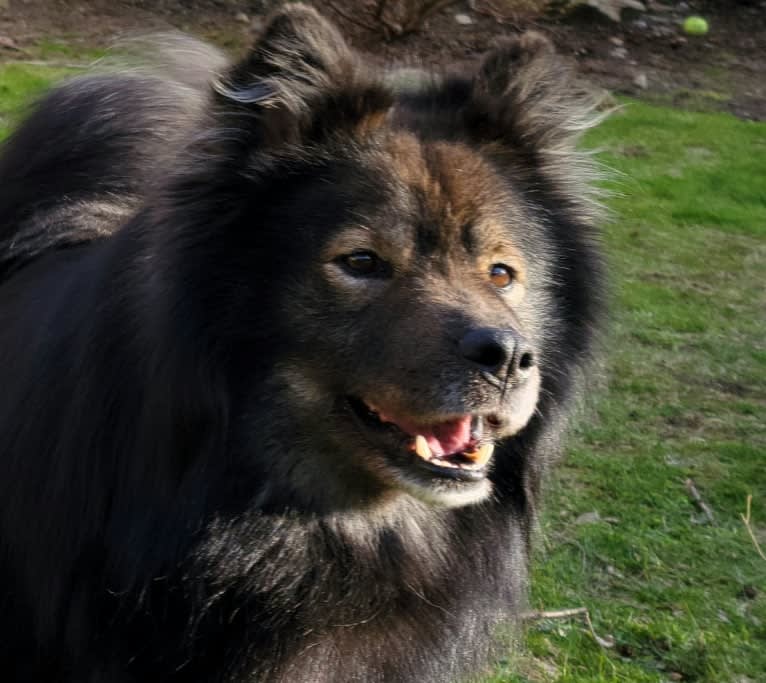 Sugarok Bacchus, a Finnish Lapphund tested with EmbarkVet.com