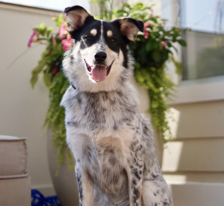 Austin, a Great Pyrenees and Australian Cattle Dog mix tested with EmbarkVet.com