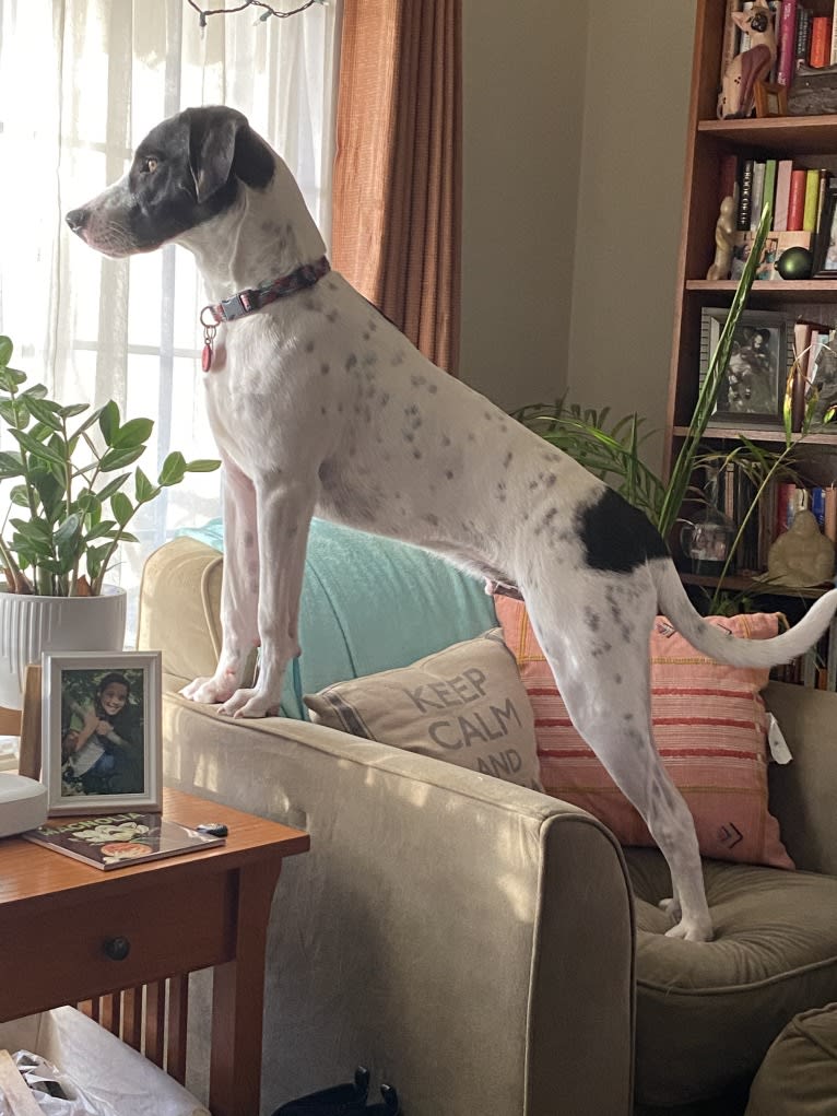 Wally, a Treeing Walker Coonhound and American Pit Bull Terrier mix tested with EmbarkVet.com