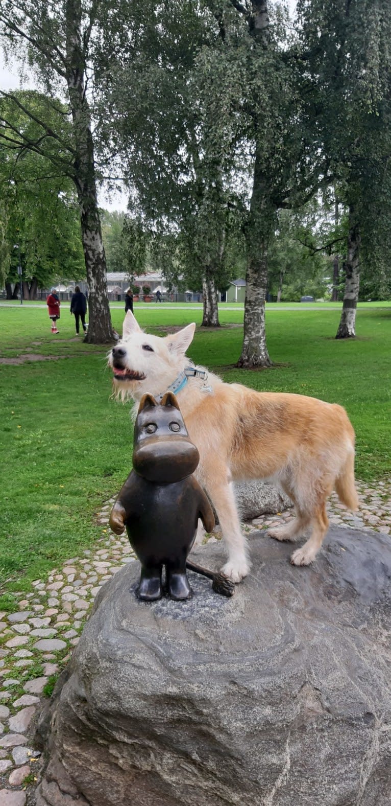 Severi, an Eastern European Village Dog tested with EmbarkVet.com