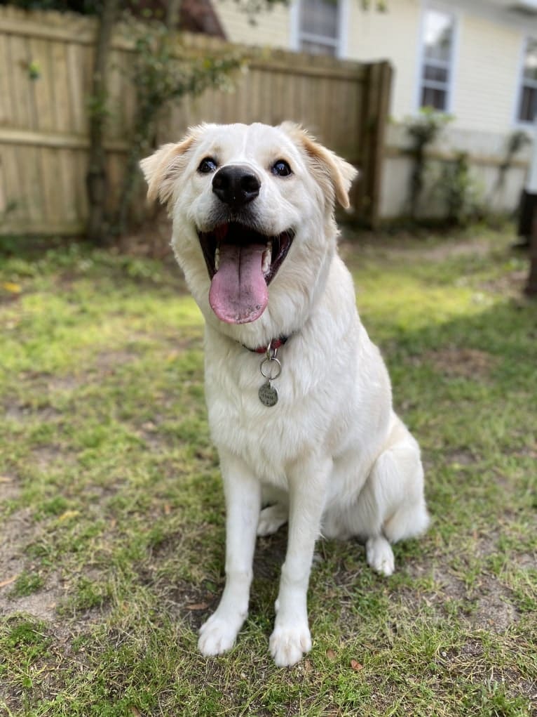 Fenrir, a Border Collie and Great Pyrenees mix tested with EmbarkVet.com