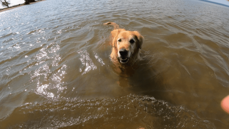 Timber “Gross Manor’s I’ll Be The One You Won’t Forget”, a Golden Retriever tested with EmbarkVet.com