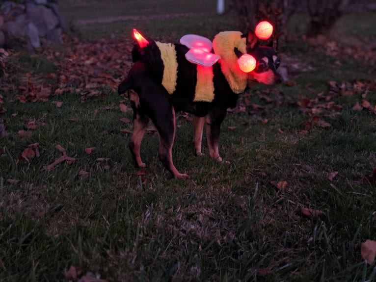 Kaidyn, a Miniature Pinscher tested with EmbarkVet.com