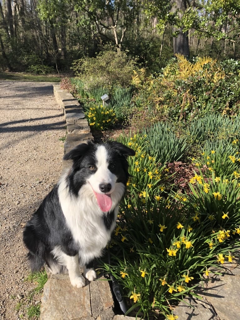 Angel, a Border Collie tested with EmbarkVet.com