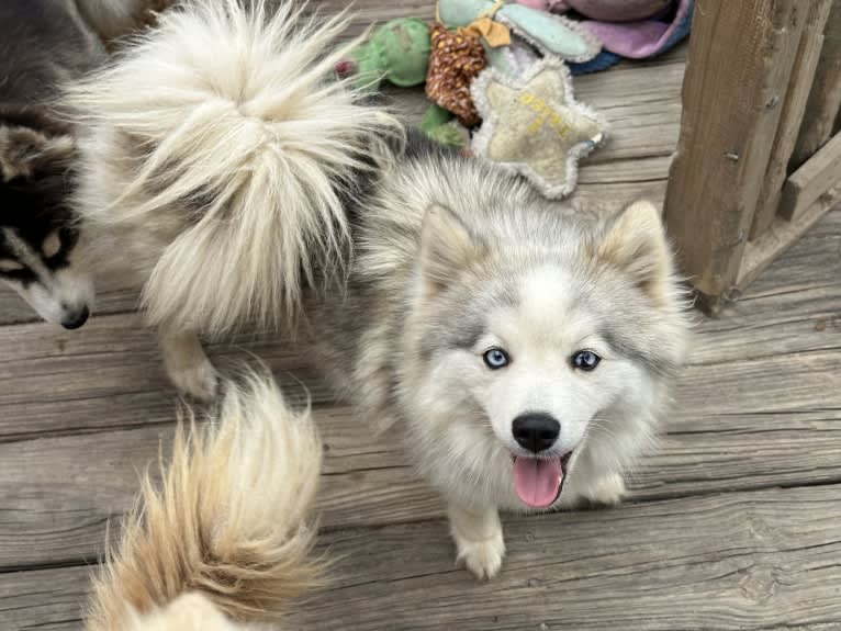 Silva, a Pomsky tested with EmbarkVet.com