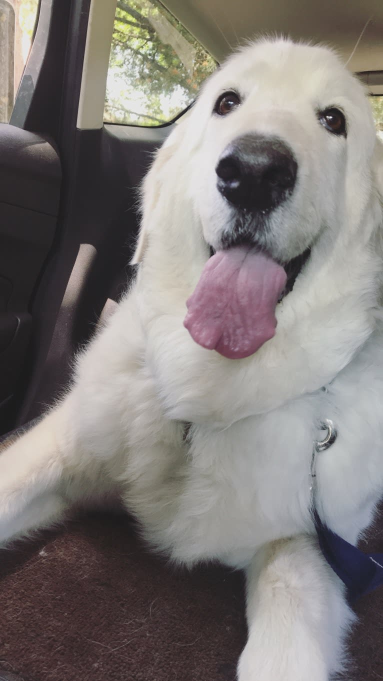 Remmy, a Maremma Sheepdog tested with EmbarkVet.com