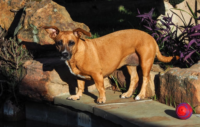 Sadi, a Boxer and Dachshund mix tested with EmbarkVet.com