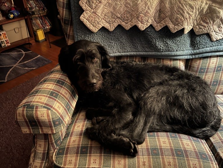 Levi, a Labradoodle tested with EmbarkVet.com