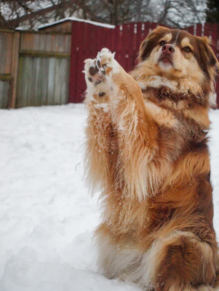 Farley, an Australian Shepherd tested with EmbarkVet.com