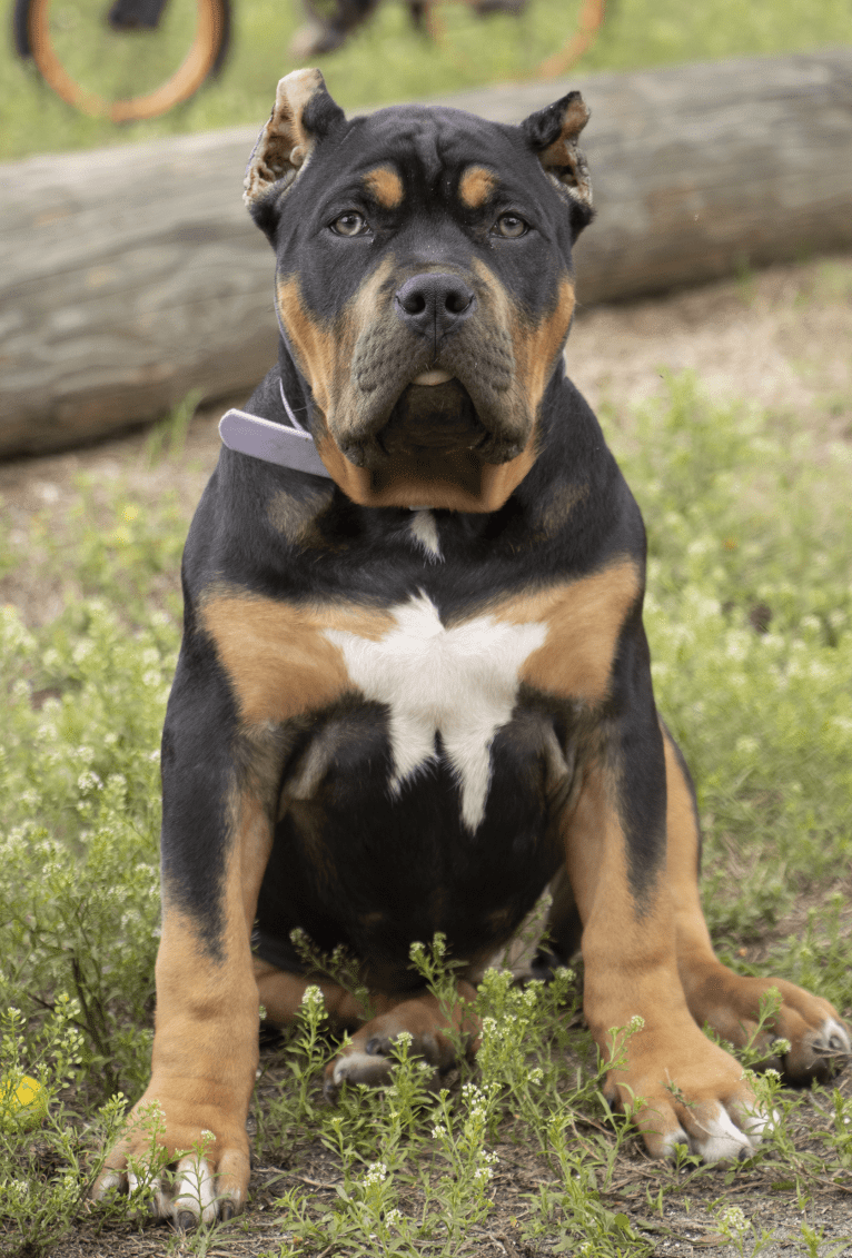 Salem, an American Bully tested with EmbarkVet.com