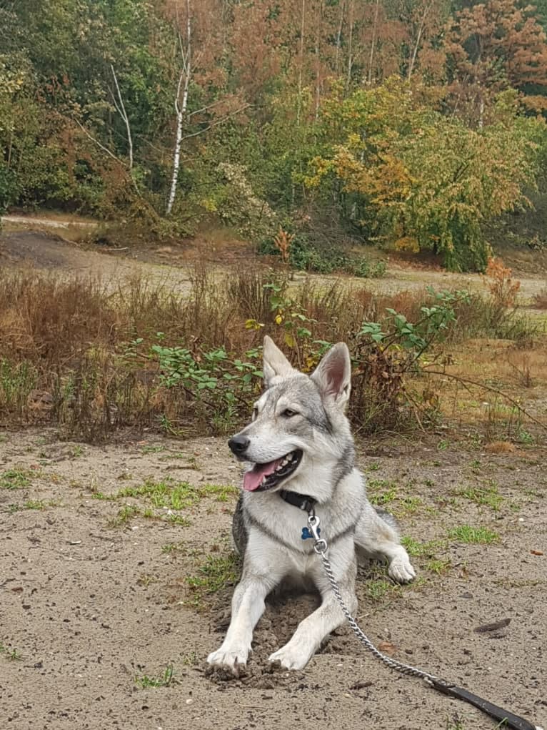 Ishtar (Estrella v.d. Scheldeschorre), a Saarloos Wolfdog tested with EmbarkVet.com