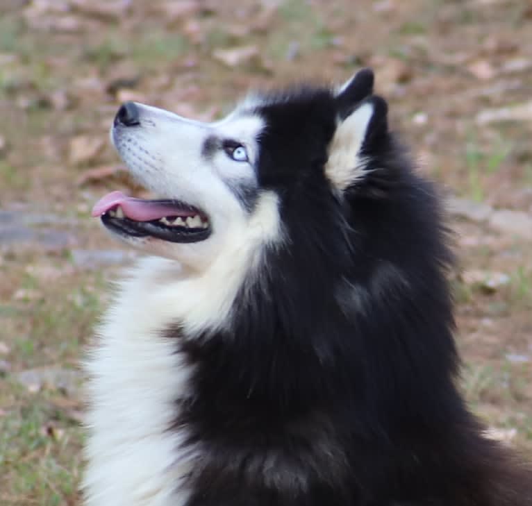 Padfoot, a Siberian Husky tested with EmbarkVet.com