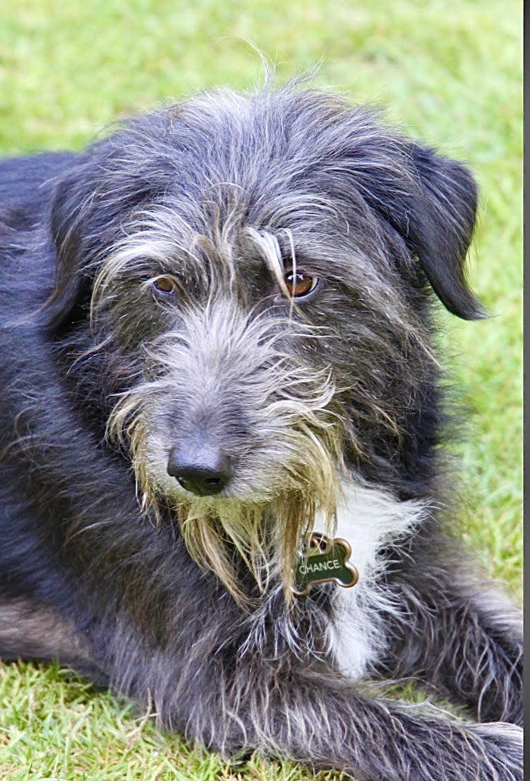 Chance, an Arabian Village Dog tested with EmbarkVet.com