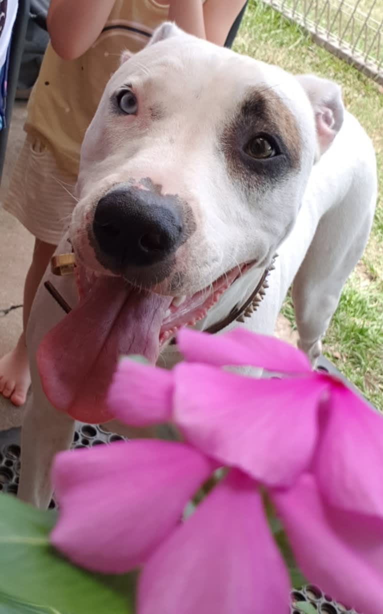 Zeus, an American Pit Bull Terrier and Australian Cattle Dog mix tested with EmbarkVet.com