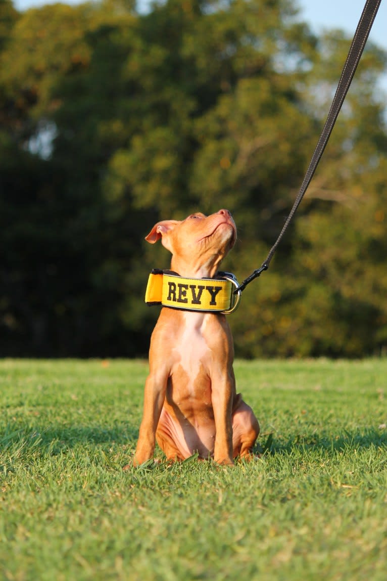 Revy, an American Pit Bull Terrier tested with EmbarkVet.com