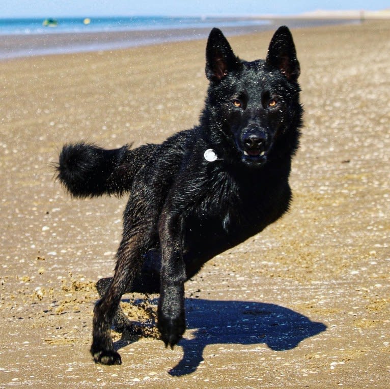 Fontana a dog tested with EmbarkVet.com