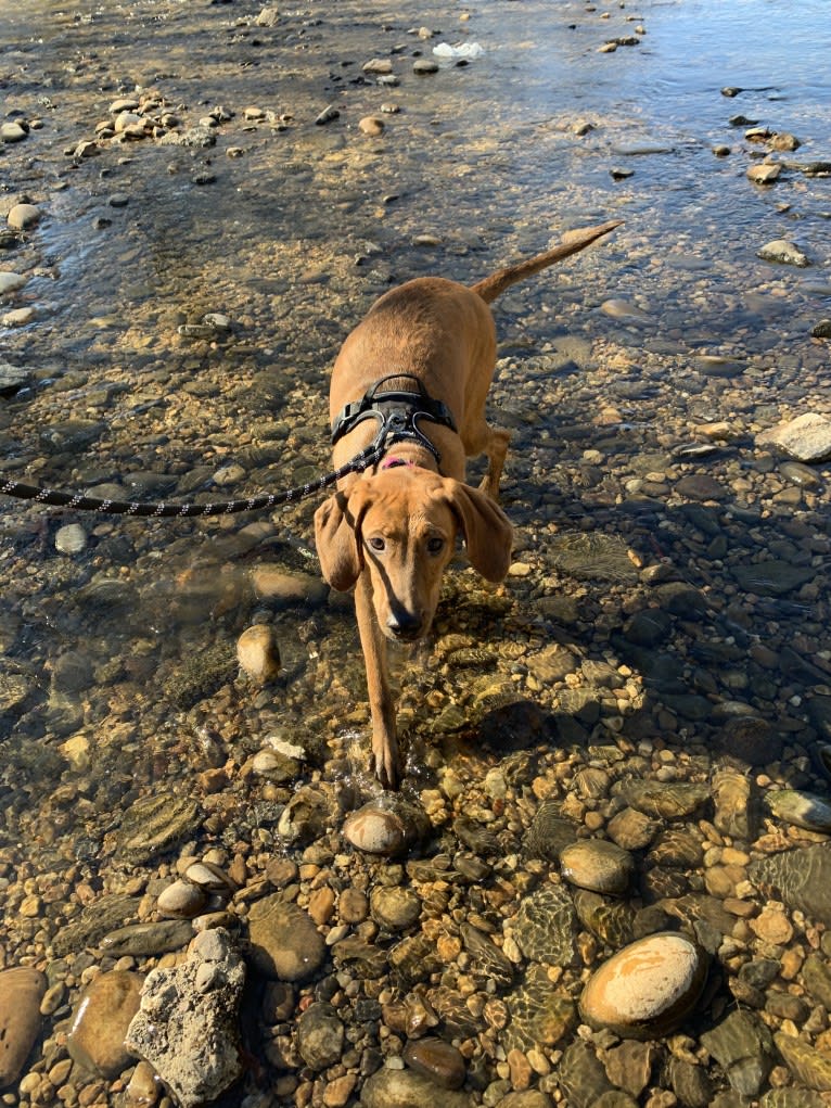 Julie, a Redbone Coonhound and Plott mix tested with EmbarkVet.com