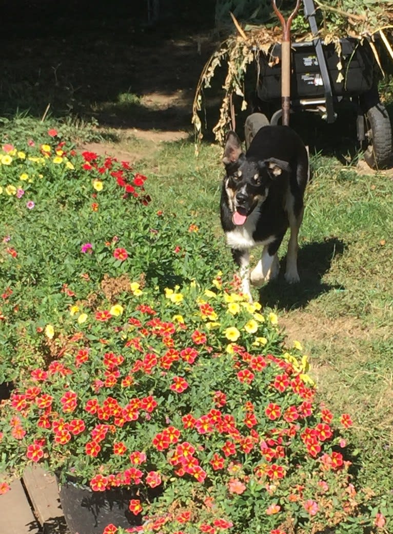 Ollie, a Border Collie tested with EmbarkVet.com