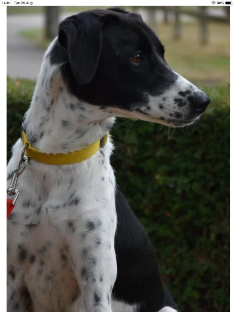 Oreo, an Arabian Village Dog tested with EmbarkVet.com