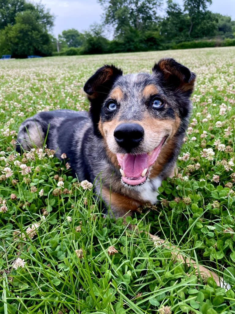 Kaydo, an Australian Shepherd and American Pit Bull Terrier mix tested with EmbarkVet.com