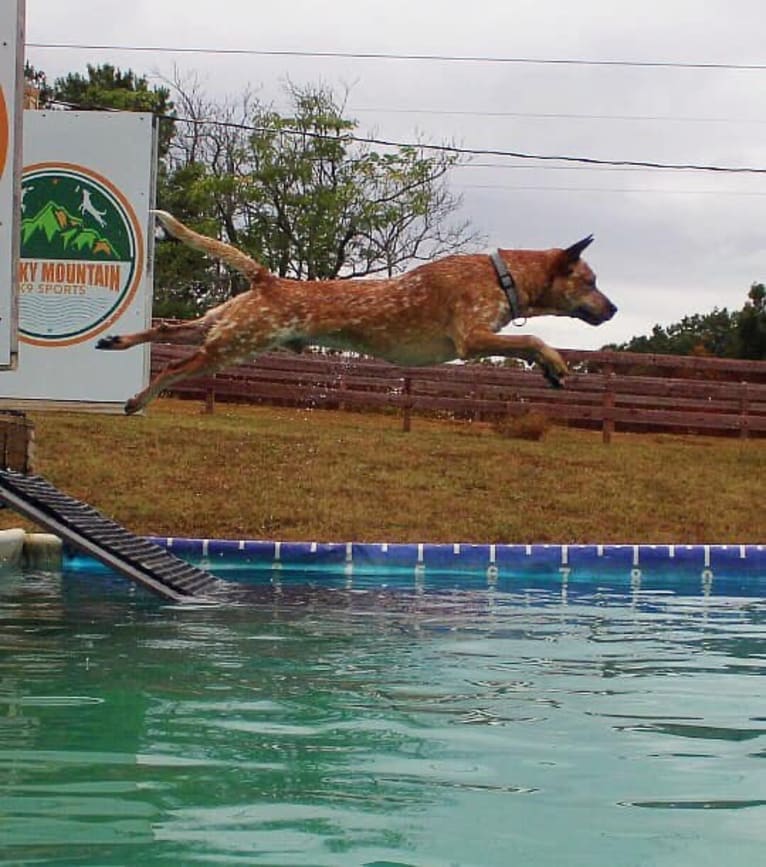 Frost, an Australian Cattle Dog tested with EmbarkVet.com