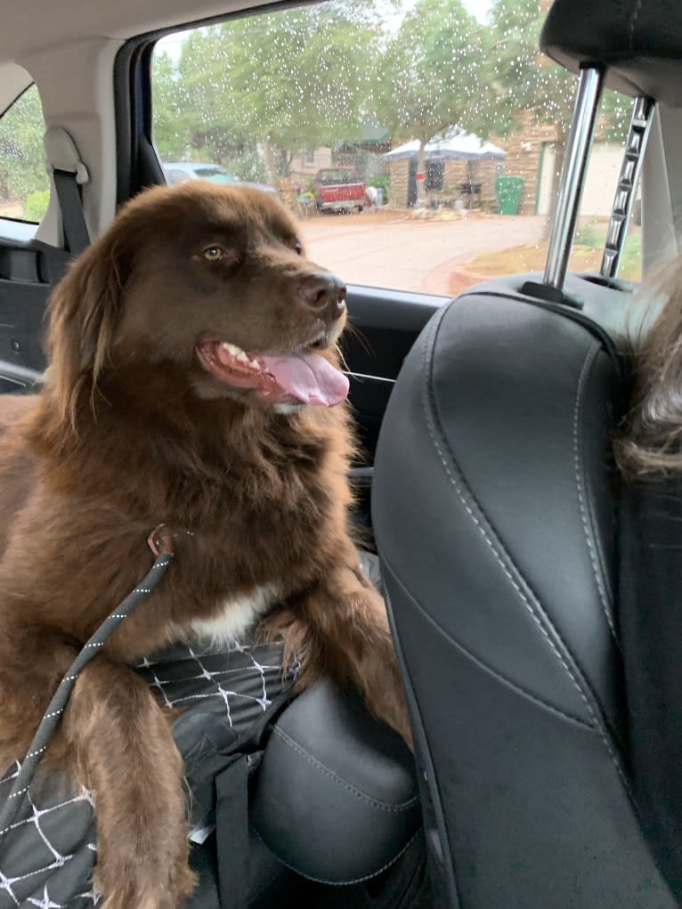 Rosey, a Newfoundland and Siberian Husky mix tested with EmbarkVet.com