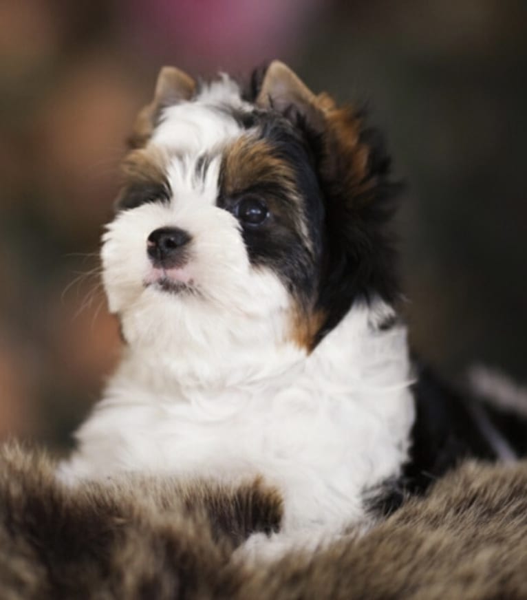 GOLUBOI ADAMANT FRANCESCA, a Biewer Terrier tested with EmbarkVet.com