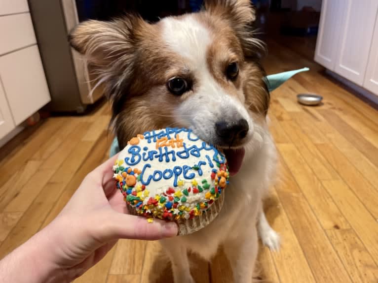 Cooper, an Australian Cattle Dog and Shih Tzu mix tested with EmbarkVet.com