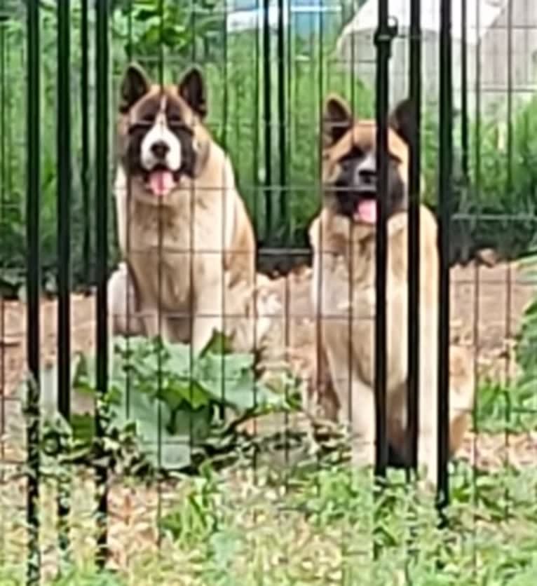 Geena, an Akita tested with EmbarkVet.com