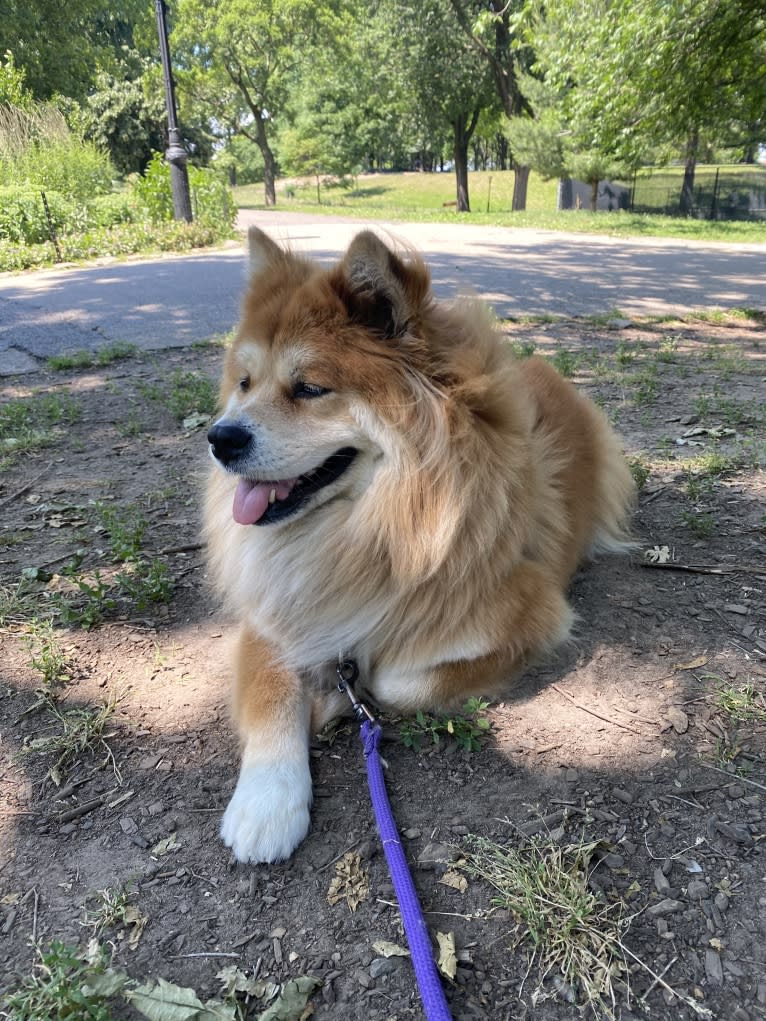 Samantha, a Chow Chow and Labrador Retriever mix tested with EmbarkVet.com