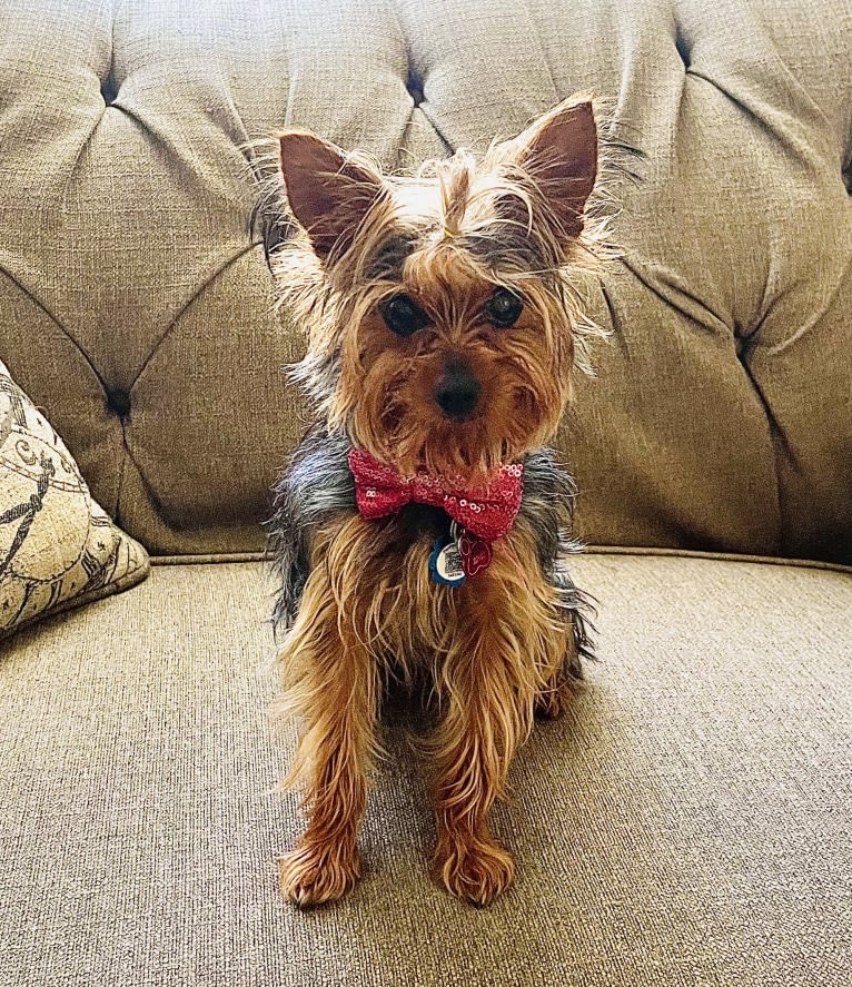 Rihanna Ri-Ri Evans, a Yorkshire Terrier tested with EmbarkVet.com