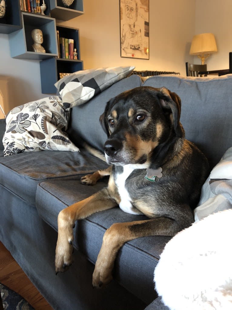 Buddy Lopez-Hahn, a Treeing Walker Coonhound and Redbone Coonhound mix tested with EmbarkVet.com