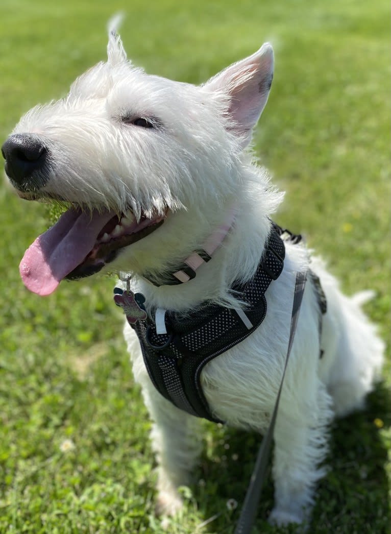 Thelma, a Bull Terrier and American Pit Bull Terrier mix tested with EmbarkVet.com