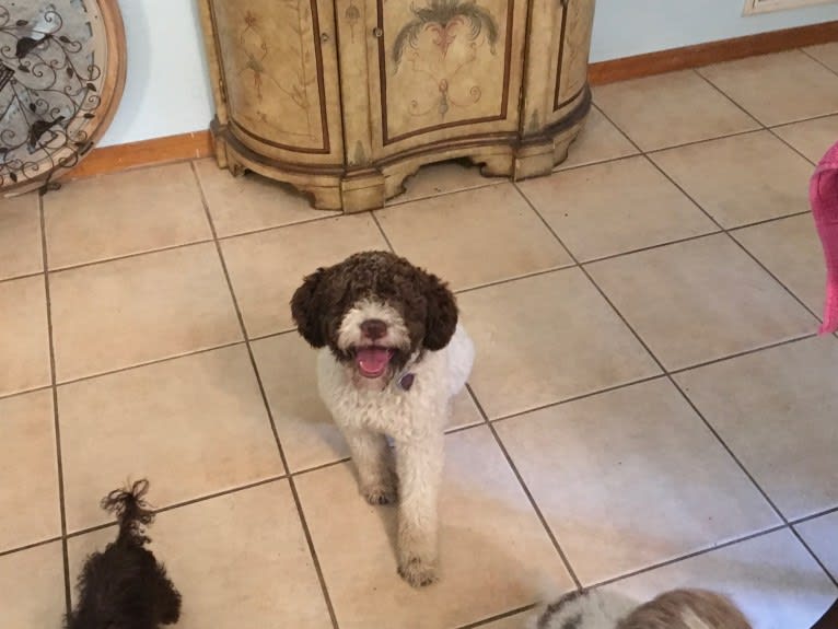 Salle, a Lagotto Romagnolo tested with EmbarkVet.com